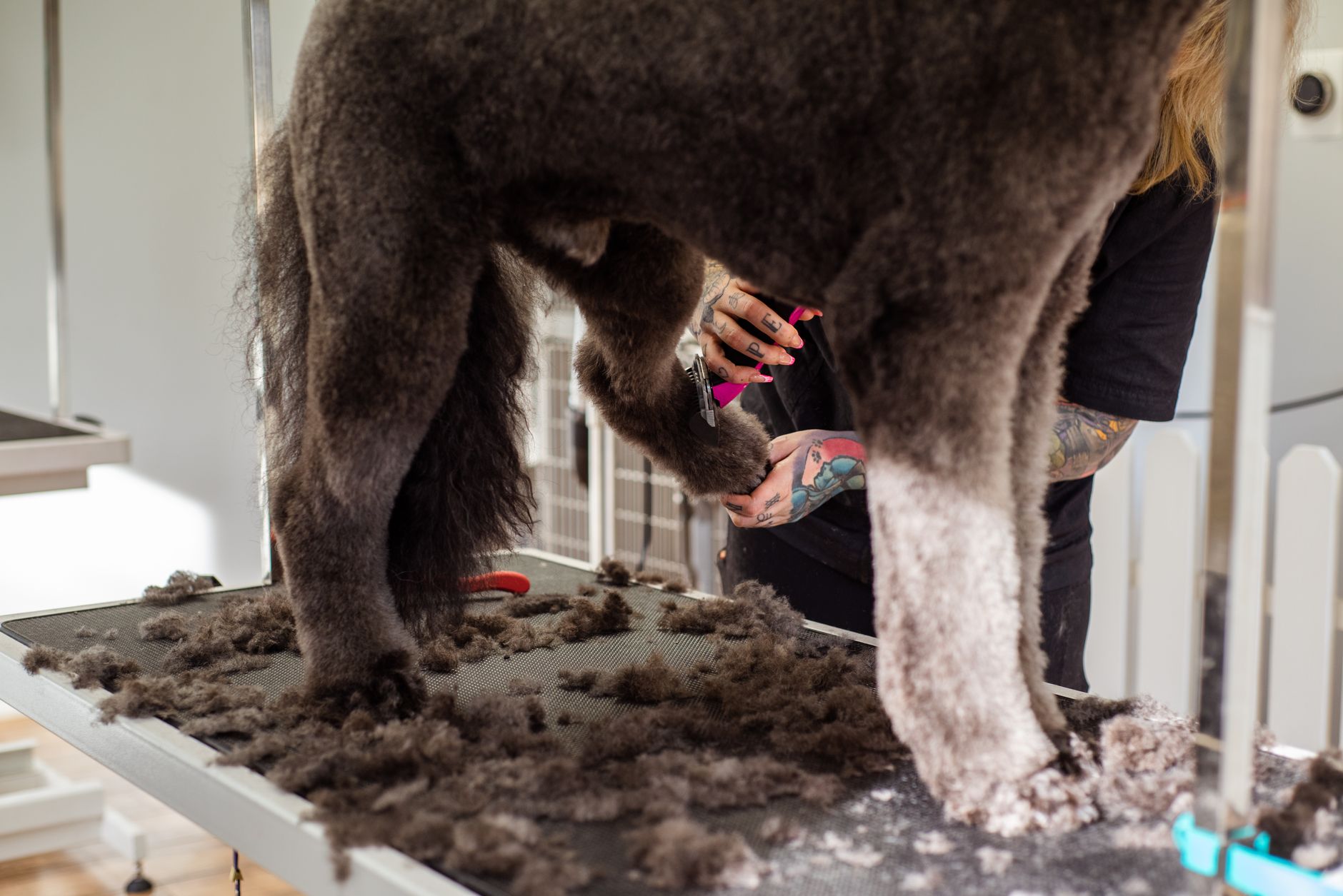 Groomer przycina sierść dużego psa w salonie, obok leżą akcesoria