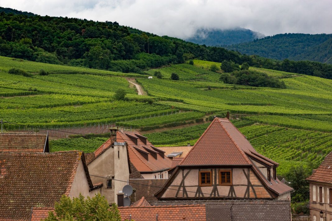 Winnice i tradycyjne zabudowania w Dambach-la-Ville w Alzacji Winnice i tradycyjne zabudowania w Dambach-la-Ville w Alzacji